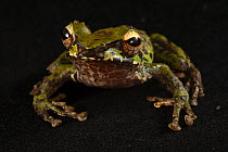 Tree frog (Litoria modica) portrait, Foja Mountains, West Papua.