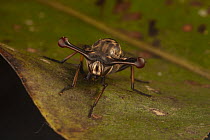 Stalk-eyed fly (Diopsidae) standing on the edge of a leaf, Foja Mountains, West Papua.