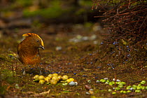 Golden-fronted bowerbird (Amblyornis flavifrons) male, at bower collecting fruits and twigs as part of courtship display, Foja Mountains, West Papua.