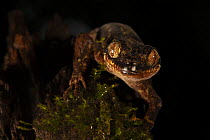 Gecko (Cyrtodactylus sp.) resting on tree stump, Foja Mountains, West Papua.