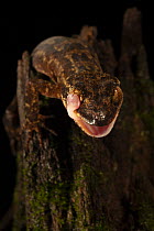 Gecko (Cyrtodactylus sp.) resting on tree stump, licking its face, Foja Mountains, West Papua.