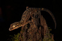 Bent-toed gecko (Cyrtodactylus boreoclivus) resting on tree stump at night, Foja Mountains West Papua.