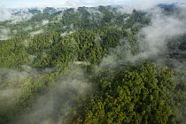 Aerial view of rain forest canopy in the Foja Mountains taken from a helicopter on the route between Bog Camp and Kwerba village. Foja Mountains, West Papua. November, 2008.