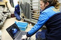 Veterinarian performing ultrasound scan on female Giant panda (Ailuropoda melanoleuca), Zoo Parc de Beauval, France. Captive. January, 2024.
