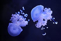 Two White-spotted jellyfish (Phyllorhiza punctata) portrait, Zoo Parc de Beauval, France. Captive, occurs in western Pacific Ocean.