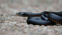 Red-bellied black snake (Pseudechis porphyriacus) flicking its tongue. Queensland, Australia. January. Controlled conditions.
