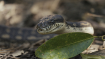Tracking shot of Carpet python (Morelia spilota) moving head and flicking tongue, Queensland, Australia. April.