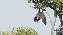 Black flying fox (Pteropus alecto) resting, before it takes off from branch and leaves frame, Queensland, Australia. April.