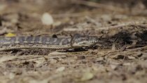 Tracking shot of a Carpet python (Morelia spilota) slithering across the ground. The animal is flicking its tongue. Queensland, Australia. April.