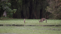 Eastern grey kangaroo (Macropus giganteus) mother and joey feeding in short grass. While the female is feeding, the joey is hoping around the frame. Queensland, Australia. January.