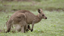 Eastern grey kangaroo (Macropus giganteus) mother with joey in her pouch. The mother scratches herself and then hops foward to feed in short grass. Queensland, Australia. January.