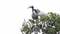 Australian white ibis (Threskiornis molucca) fledging begging parent for food. The parent regurgitates food and feeds the fledgling before it takes off and leaves frame. Queensland, Australia. April.