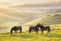 Three Exmoor ponies on hilltop on a hazy summer afternoon, Valley of Stones nature reserve, near Dorchester, Dorset, England, UK, August, 2023.