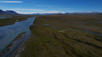 Drone tracking shot of Whooper swan (Cygnus cygnus) flock flying above braided glacial river, Iceland. June.