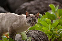 Feral cat roaming on outskirts of San Cristobal, Galapagos Islands, September.