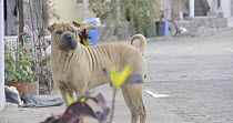 Sharpei dog male roaming on streets of San Cristobal, Galapagos Islands, September. Import of dogs is illegal on island.
