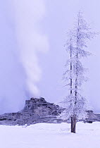 Ice covered tree growing beside Castle Geyser, Yellowstone National Park, Wyoming, USA.