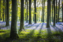 Sunlight through Beech (Fagus sylvatica) woodland with Bluebells (Hyacinthoides non-scripta) in flower, Cranborne Chase, Dorset, England, UK. May.