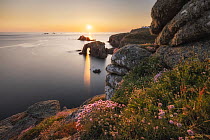 Sea thrift (Armeria maritima) in flower on cliff top with Enys Dodnan sea arch and Armoured Knight rock formation at sunset, Land's End, Cornwall, England, UK. June.