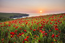 Poppies (Papaver rhoeas) in bloom on cliff top at sunset, West Pentire, Cornwall, England, UK. June