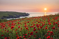 Poppies (Papaver rhoeas) in bloom on cliff top at sunset, West Pentire, Cornwall, England, UK. June