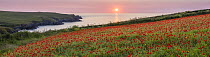 Poppies (Papaver rhoeas) in bloom on cliff top at sunset, West Pentire, Cornwall, England, UK. June.