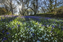 Bluebells (Hyacinthoides non-scripta) and Greater stitchwort (Stellaria holostea) in flower on woodland floor in spring, Coney's Castle, Marshwood, Dorset, England, UK. May.