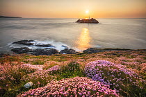 Sea thrift (Armeria maritima) flowering on clifftop with view to Godrevy lighthouse at sunset, near Hayle, Cornwall, England, UK. June.