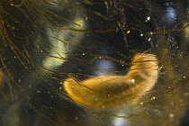 Oita salamander (Hynobius dunni) embryo developing inside egg. Captive.