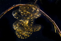 Oita salamander (Hynobius dunni) egg mass with developing embryos attached to stick. Captive.