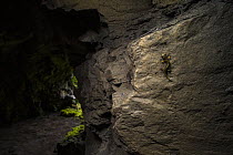 Strinati's cave salamander (Speleomantes strinatii) climbing up rock near entrance in cave, Genova, Italy.