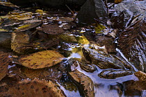 Italian stream frog (Rana italica) sitting in leaf-filled pond, Genova, Italy.