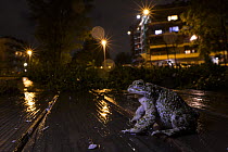 Green toad (Bufotes balearicus) male sitting on boardwalk on street at night after rain, Rome, Italy.