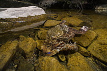 Common toad (Bufo bufo) male holding dead female in amplexus, Viterbo, Italy. Female likely killed by mating ball behaviour.