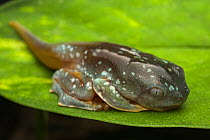 Fringed leaf frog (Cruziohyla craspedopus) froglet resting on leaf whilst undergoing metamorphosis. Captive.