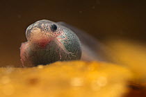 Fringed leaf frog (Cruziohyla craspedopus) tadpole resting on sediment. Captive.