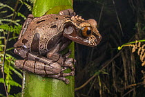 Spiny-headed tree frog (Triprion spinosus) sitting on plant stem and looking around, Centro Man, Costa Rica.