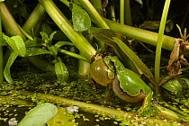 Italian tree frog (Hyla intermedia) male calling amongst vegetation at pond edge, Rome, Italy.