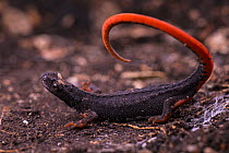 Northern spectacled salamander (Salamandrina perspicillata) displaying unkenreflex in response to threat,  Licenza, Italy.