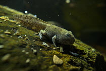 Apennine yellow-bellied toad (Bombina variegata pachypus) froglet undergoing metamorphosis in stream, Italy.