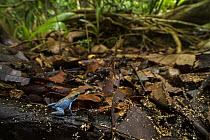Strawberry poison dart frog (Oophaga pumilio) sitting in leaflitter,  Panama