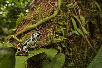 Strawberry poison-dart frog (Oophaga pumilio) sitting on leaf and looking at tree trunk, Bastimentos, Panama.