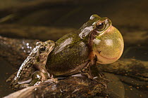 Calling Mediterranean treefrog (Hyla meridionalis) male mistakenly grasped by a male Parsley frog (Pelodytes punctatus) in amplexus during spawning, Liguria, Italy.