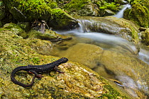 Savi's spectacled salamander (Salamandrina perspicillata) resting on rock beside stream, Lucretili Regional Park, Italy.