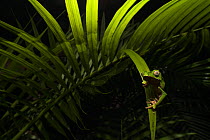 White-lined leaf frog (Phyllomedusa vaillantii) hunting amongst palm leaves at night, Villa Carmen Biological Station, Peru.