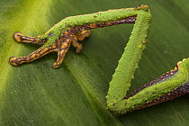 Close-up of White-lined leaf frog (Phyllomedusa vaillanti) leg, Villa Carmen Biological Station, Peru.