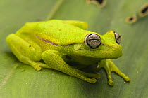 Polka-dot tree frog (Boana punctata) sitting on leaf, Villa Carmen Biological Station, Peru.