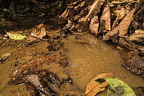 Gladiator frog (Boana sp.) spawn in pool, Los Amigos Biological Station, Peru.