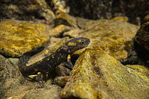 Fire salamander (Salamandra salamandra) eft resting at bottom of stream, Lorsica, Italy.