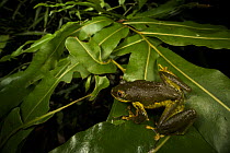 Seychelle islands treefrog (Tachycnemis seychellensis) sitting on leaf, La Digue island, Seychelles.